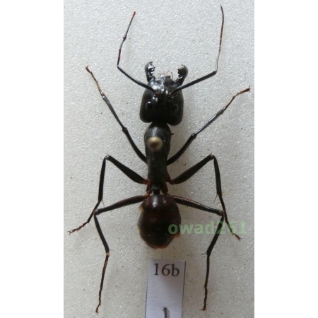 Camponotus gigas Latreille, 1802 Malaysia16b